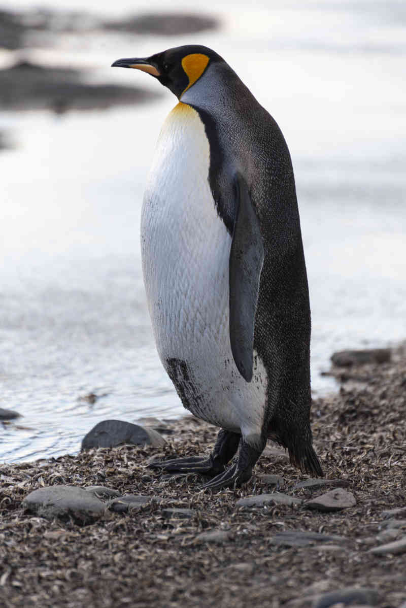 Pingüino Rey - islas Georgias del Sur 022.jpg